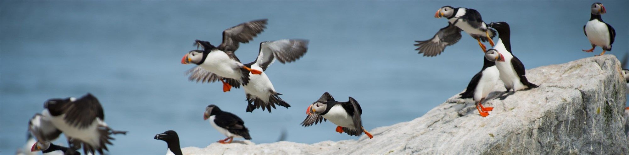 puffins