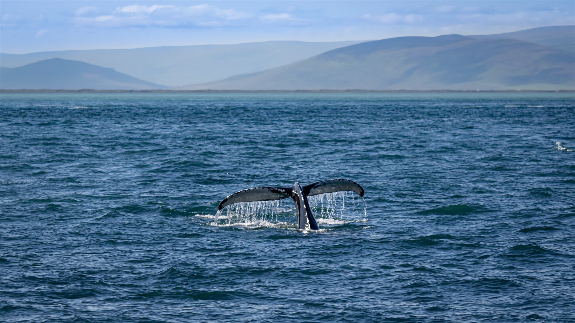 Whale watching